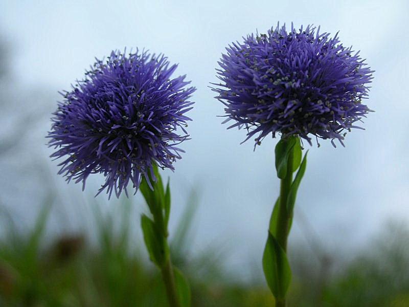 Globularia bisnagarica (=Globularia punctata) / Vedovelle dei prati